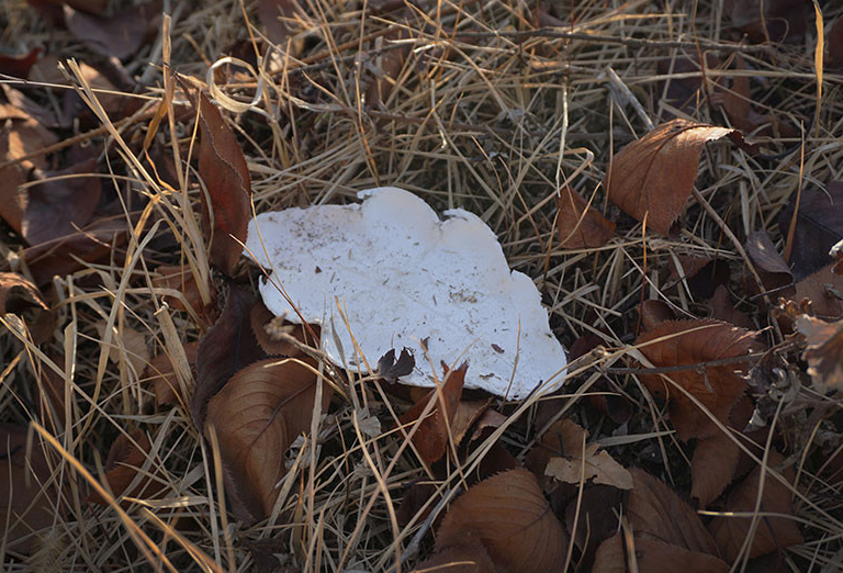[KHJ Studio] Oak Leaf Plate Small 4P